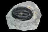 2.05" Detailed Hollardops Trilobite - Ofaten, Morocco - #130538-1